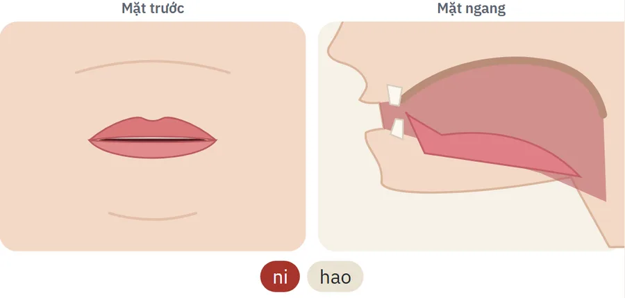 Khung khẩu hình: mặt trước và mặt ngang miệng, lưỡi khi đọc âm tiết ni